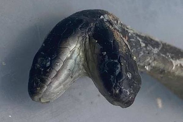 Avstraliyada həyətdə tutulan ilan iki başlı bala doğdu - FOTO