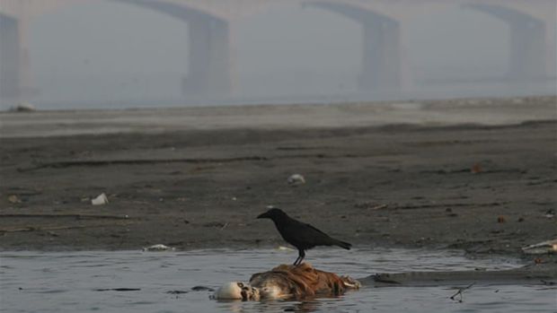 В Индии муж шокировал жену, велев ей приготовить обед из человеческой руки