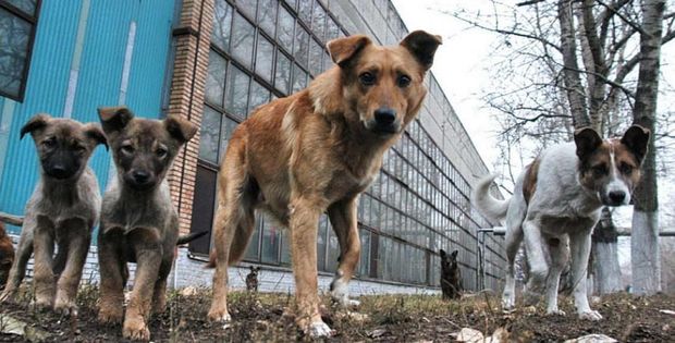 В Турции голодные из-за коронавируса собаки начали поедать друг друга – ВИДЕО