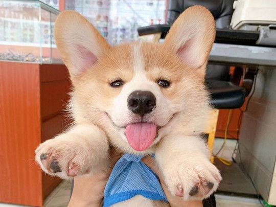 Щенок перепугал хозяина, инсценировав свое “кровавое убийство” – ФОТО