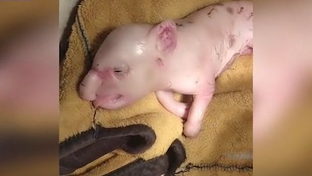 Çində xortumlu donuz balası doğuldu - VİDEO
