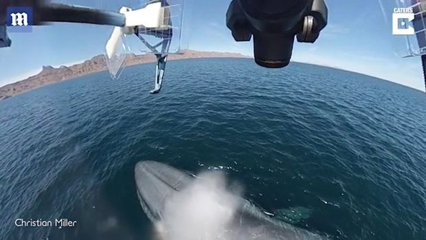 Mavi balina drona sərrast fəvvarə “atəşi açdı” – VİDEO