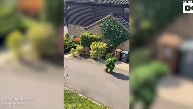 Мужчина прикинулся кустом, чтобы избежать карантина – ВИДЕО