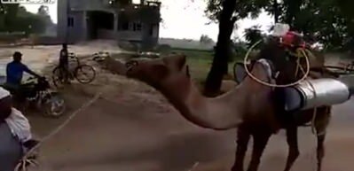 Beləsi olmamışdı! Dəvəylə dezinfeksiya - VİDEO