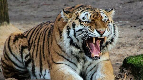 В Индии на видео сняли битву двух тигров – ВИДЕО