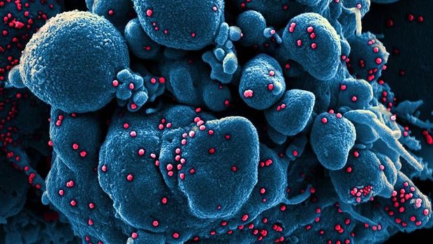 Koronavirusun mutasiyası ona qarşı vaksinin yaradılmasına mane ola bilər