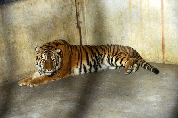 Тигрица в зоопарке Нью-Йорка заразилась коронавирусом