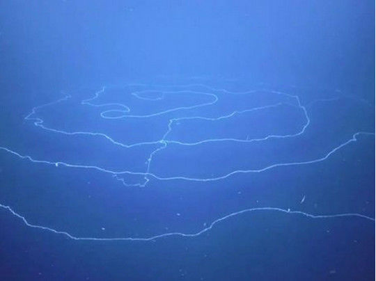 Ученые засняли удивительное морское существо длиной 47 метров – ВИДЕО