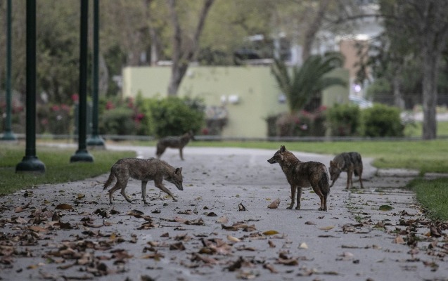 Tel-Əvivin əsas parkını çaqqallar basıb – Fotolar