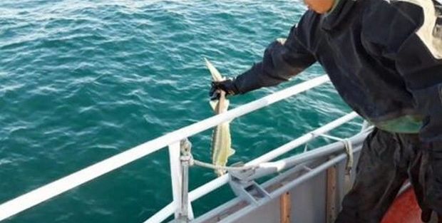 Qazaxıstanda azərbaycanlı brakonyerlər tutuldu - FOTO