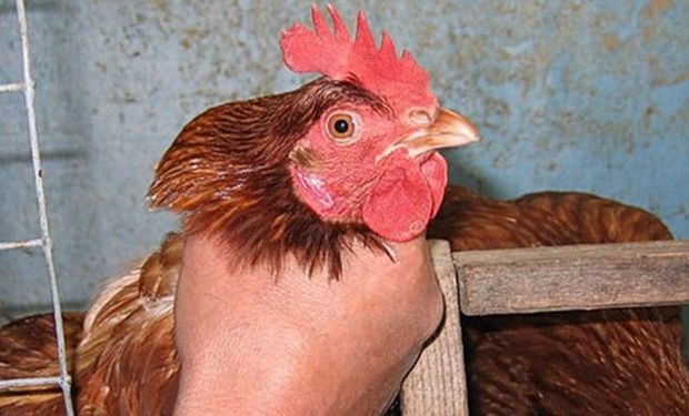 Bakıda toyuq oğurlayan erməni qardaşlar tutuldu