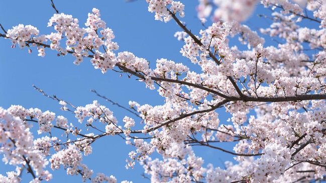 Sabah 24 dərəcə isti olacaq