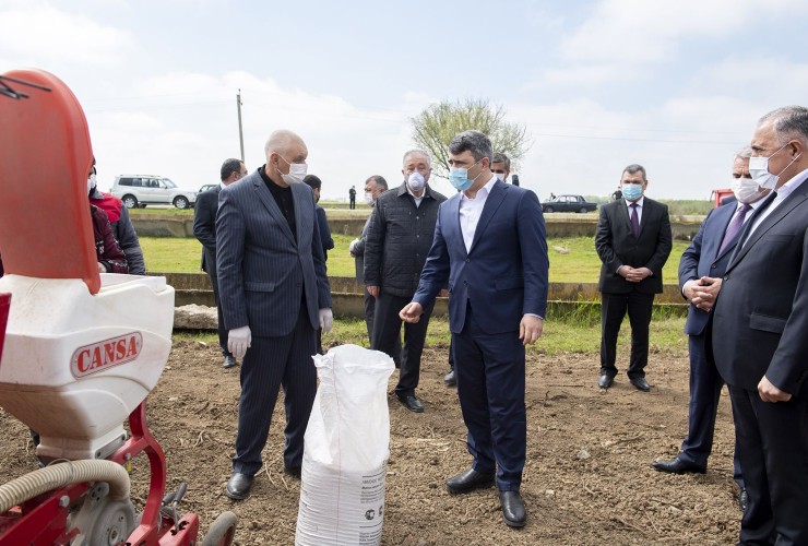 Azərbaycanın pambıqçılıq rayonlarında çiyid səpininə start verilib