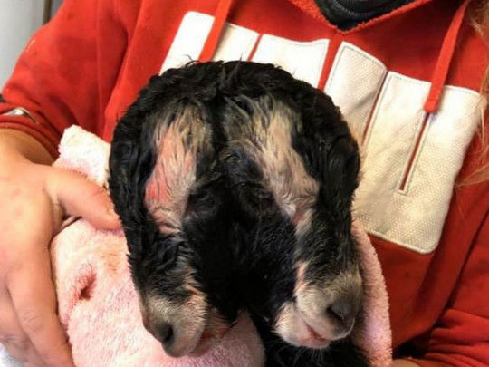 На ферме в США живет двухголовый козленок, который ест сразу двумя ртами – ФОТО/ВИДЕО