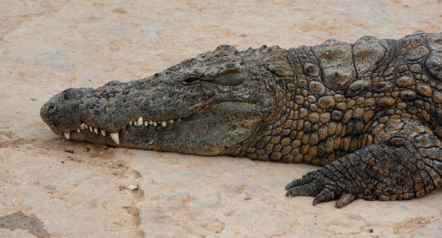 В Мексике опустевшие пляжи заполонили крокодилы