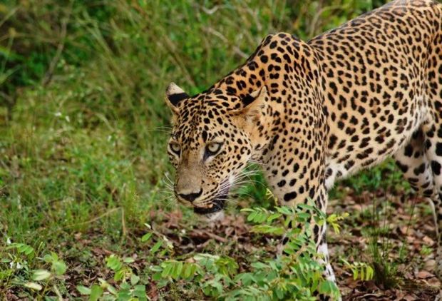 В Индии поймали леопарда, который забрался в клинику - ВИДЕО