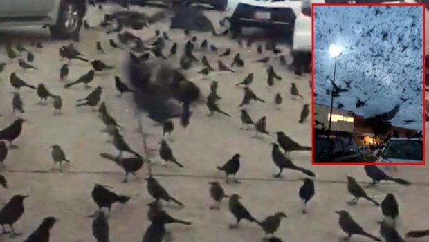 ABŞ-da qarğa dəstəsi insanlara hücum etdi - VİDEO
