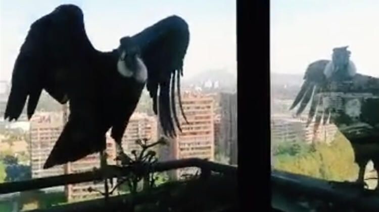 Bu şəhərlərə cəsəd yeyən quşlar daraşıb - Koronavirus / VİDEO