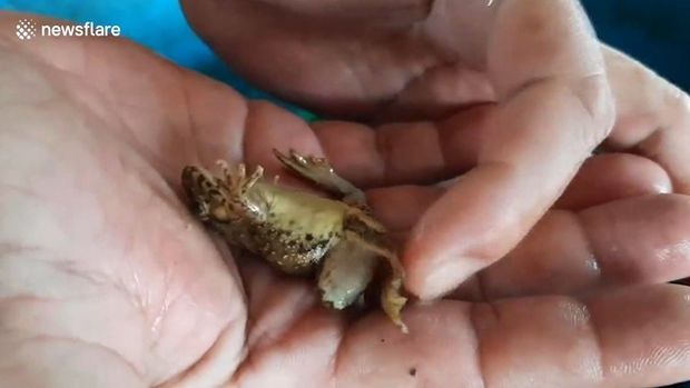 Tailandlı fermer saxladığı altıayaqlı qurbağanın ona uğur gətirdiyinə inanır – VİDEO