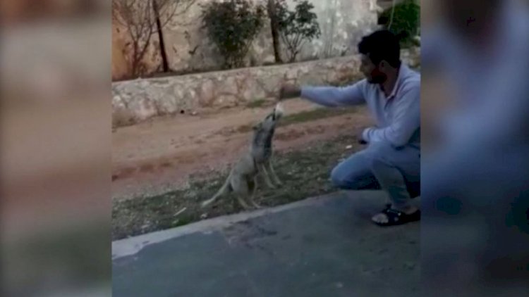 Tülkünü əhilləşdirdilər - Fotolar