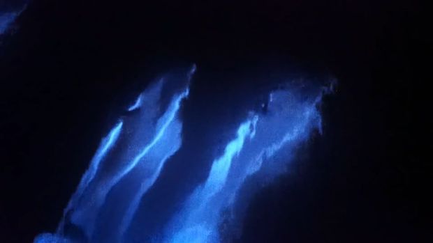 У берегов Калифорнии удалось заснять стаю светящихся дельфинов – ВИДЕО