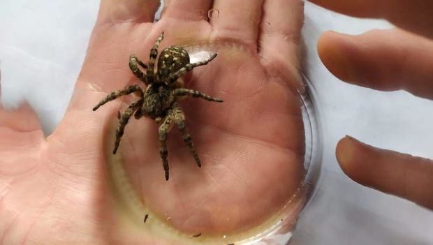 Паук залез в ухо пенсионерки и сплел там паутину