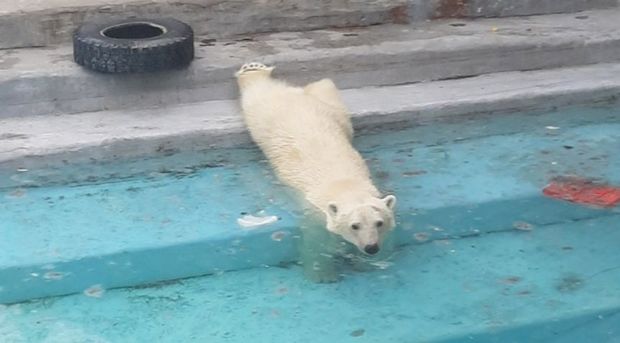 Ağ ayı zooparka cütləşmək üçün yeni gətirilmiş rəfiqəsini öldürdü - VİDEO