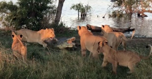 В Африке пять львиц напали на крокодила – ВИДЕО