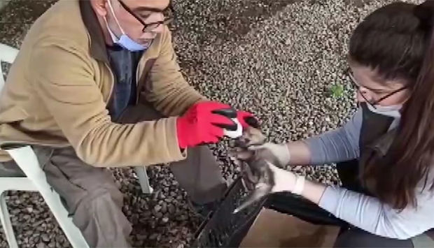 Çobanlar təsadüfən tapdıqları canavar balalarını bəslədilər - VİDEO