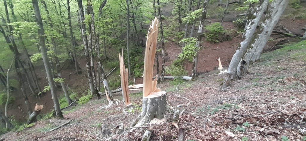 Lerik meşələri məhv edilir: Yüzlərlə ağac kəsilib, meşə torpağı isə satılır (FOTOFAKT)