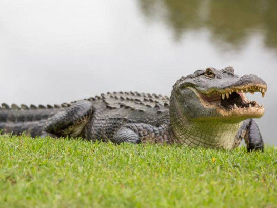 Женщина решила потрогать аллигатора и рассталась с жизнью