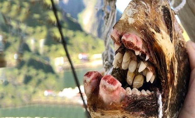 Rusiyalı balıqçının dənizdən çıxardığı canlılar görənləri QORXUTDU — FOTO