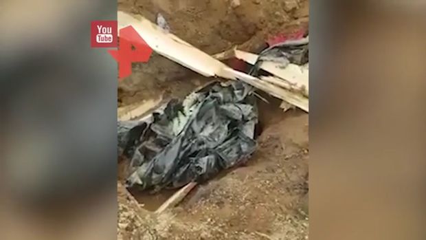 Ayı yeni dəfn edilən meyiti məzardan çıxarıb parçaladı - VİDEO