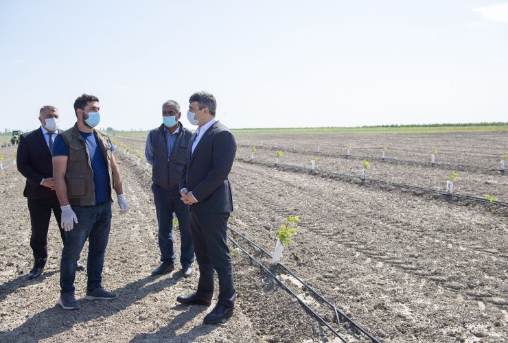 Kənd Təsərrüfatı naziri İnam Kərimov Xaçmaz və Qubada əkin sahələri və meyvə bağlarına baxış keçirib
