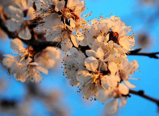 Sabahın havası: 31 dərəcə isti gözlənilir