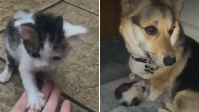 Pişik balasını xilas edən it ÜRƏKLƏRİİ FƏTH ETDİ - VİDEO