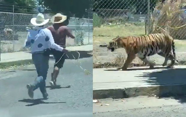 Səkinin ortası ilə hərəkət edən pələng yerli sakinlərə qorxulu anlar yaşatdı - VİDEO