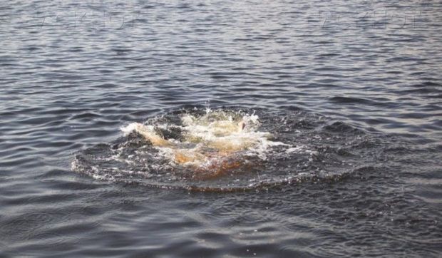 Koronavirus xəbərləri yaşlı qadını ölümə sövq etdi