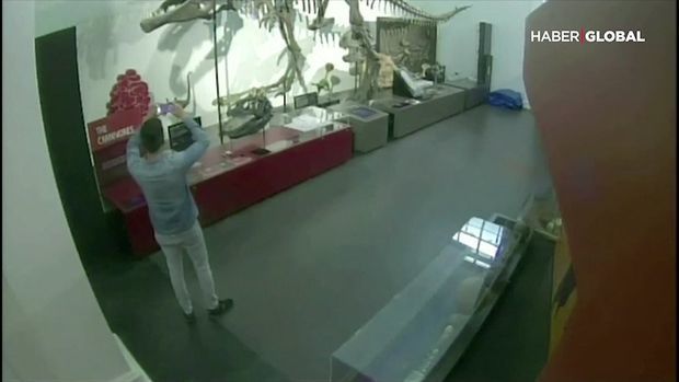 В Австралии мужчина проник в музей, чтобы сделать селфи с динозавром - ВИДЕО