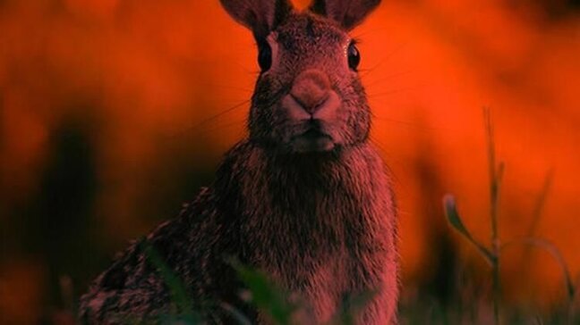 Yeni ölümcül epidemiya GƏLİR - Bu dəfə DOVŞANLAR ...