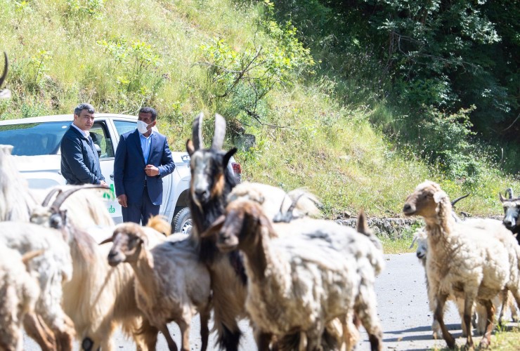 Azərbaycanda sürülərin yaylağa köçü başlayıb