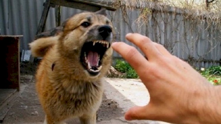 Bakıda sahibsiz it qadına hücum etdi