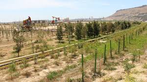 “Bibiheybət” yatağında yeni yaşıllıq zolaqları salınır