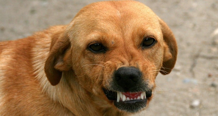 В Баку бродячая собака напала на женщину