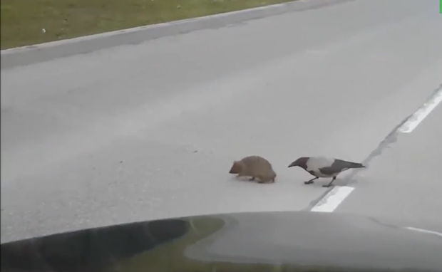 Gördüyü mənzərədən heyrətə düşdü: Qarğa kirpiyə yolu keçməyə kömək etdi – VİDEO