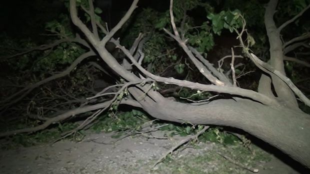 Ağaclar kökündən qopdu, daş hasarlar aşdı, yaşayış məntəqələri işıqsız qaldı - VİDEO