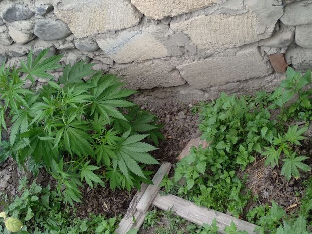 Жителя Агдаша задержали по подозрению в незаконном обороте наркотиков - ФОТО