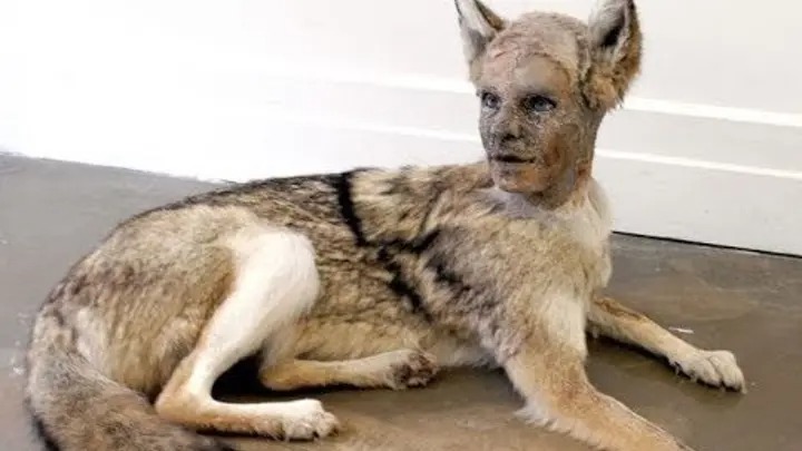 İnsan sifətində doğulan heyvanlar — VİDEO