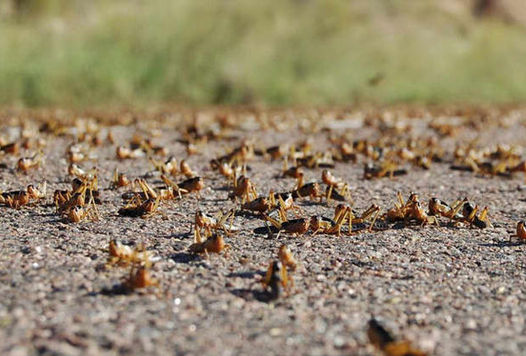Çəyirtkə sürüləri Hindistan və Dubayı istila etdi - VİDEO