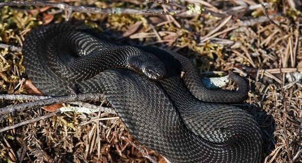 Azərbaycanda gödəkcənin qolunda gizlənmiş gürzə 46 yaşlı kişini sancdı - VİDEO